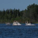 Pelicans Near Rapids /   