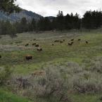 Bison and Babies /   