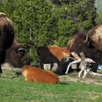 Bison and Babies /   