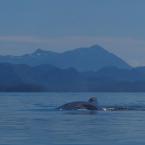 Humpback Whales /  