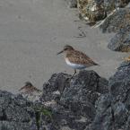 Sandpipers / -