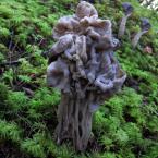 Mushrooms / 