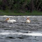 Fishing Pelicans /  