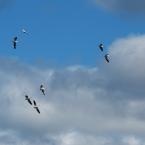 Flying Pelicans /  