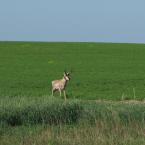 Pronghorn Antelope / 