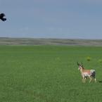 Pronghorn Antelope / 