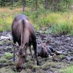 Moose-cow and her baby /   