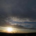 Sunset Birds /   