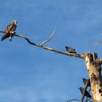 Osprey and Crows / -  