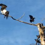 Osprey and Crows / -  