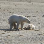  <br>Polar Bears
