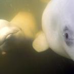 Beluga Faces / 