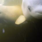 Beluga Whales<br>
