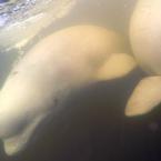Beluga Faces / 