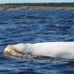 Beluga Whales<br>
